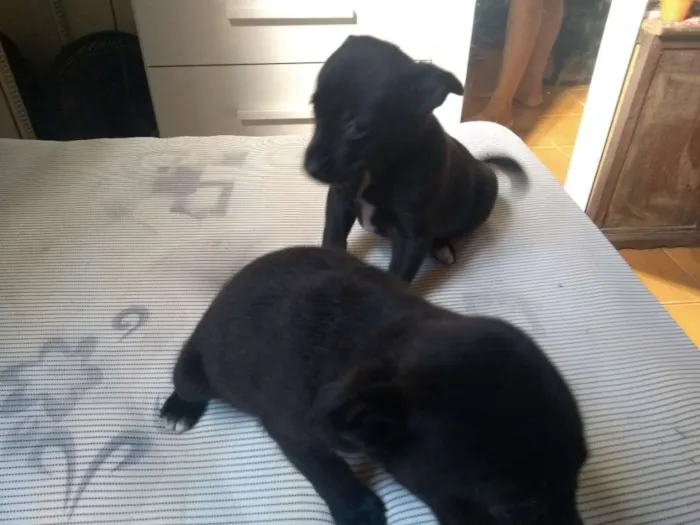 Cachorro raça Sem raça idade 2 a 6 meses nome Pituquinha