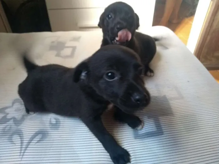 Cachorro raça Sem raça idade 2 a 6 meses nome Pituquinha