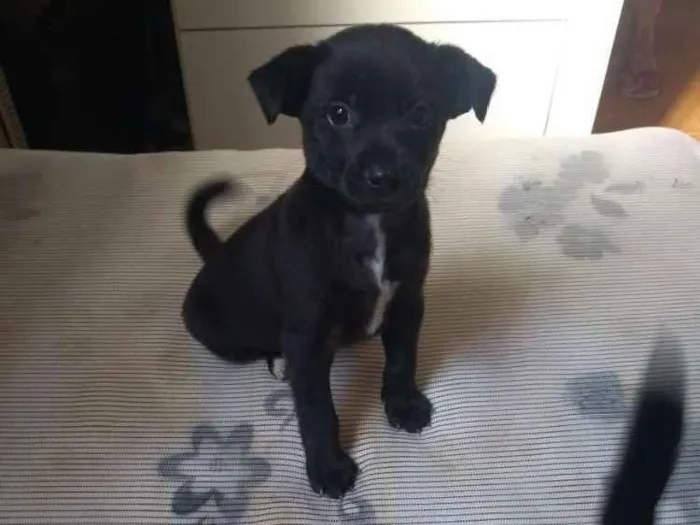 Cachorro raça Sem raça idade 2 a 6 meses nome Pituquinha