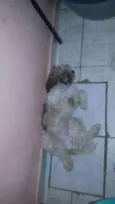 São 5 filhotes