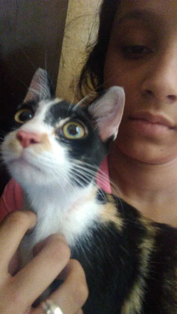 Gato ra a Siamesa idade 2 a 6 meses nome Mia