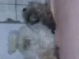 São 5 filhotes