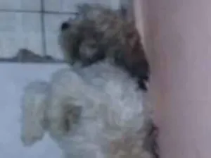 Cachorro raça Indefinida idade 2 a 6 meses nome São 5 filhotes