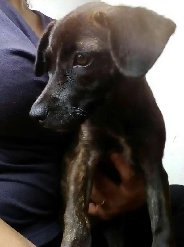 Cachorro ra a SRD idade 2 a 6 meses nome Sem nome