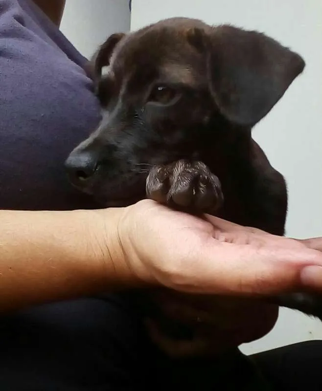 Cachorro ra a SRD idade 2 a 6 meses nome Sem nome