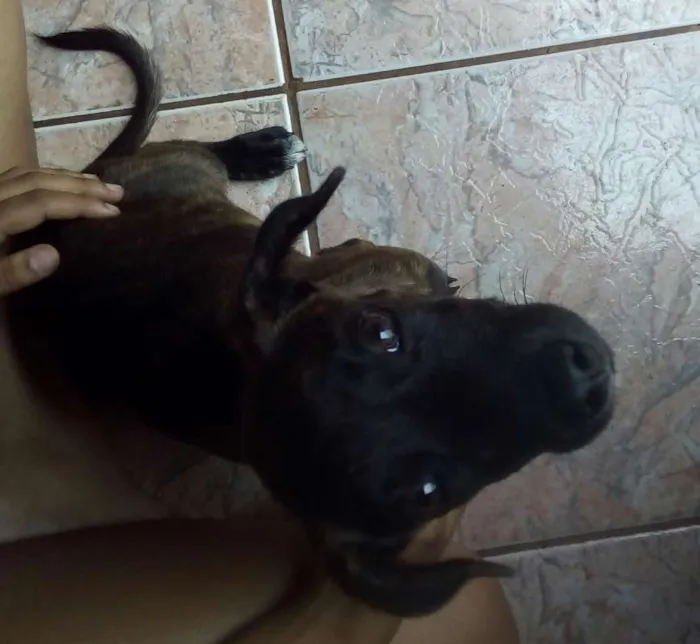 Cachorro ra a SRD idade 2 a 6 meses nome Sem nome