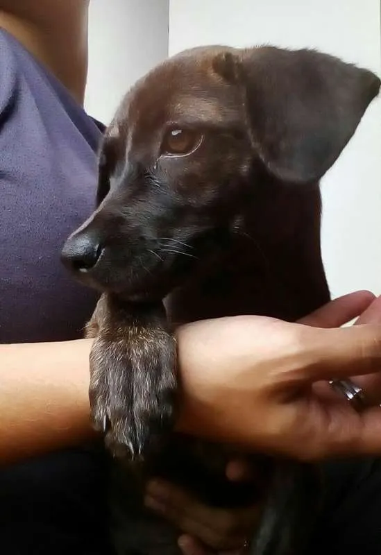 Cachorro ra a SRD idade 2 a 6 meses nome Sem nome