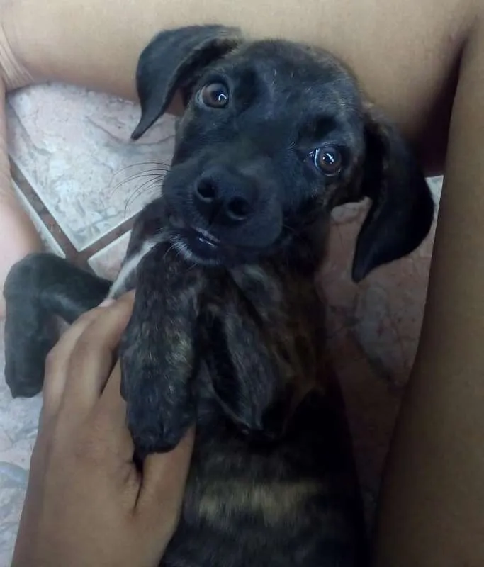 Cachorro ra a SRD idade 2 a 6 meses nome Sem nome