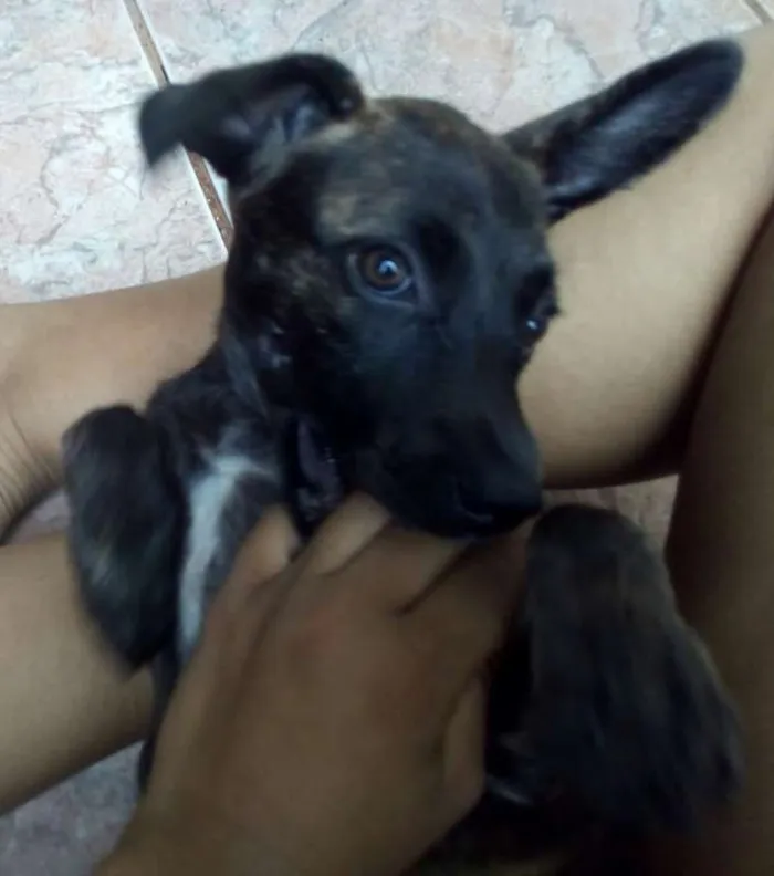 Cachorro ra a SRD idade 2 a 6 meses nome Sem nome