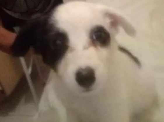 Cachorro ra a Vira lata idade 2 a 6 meses nome Leide