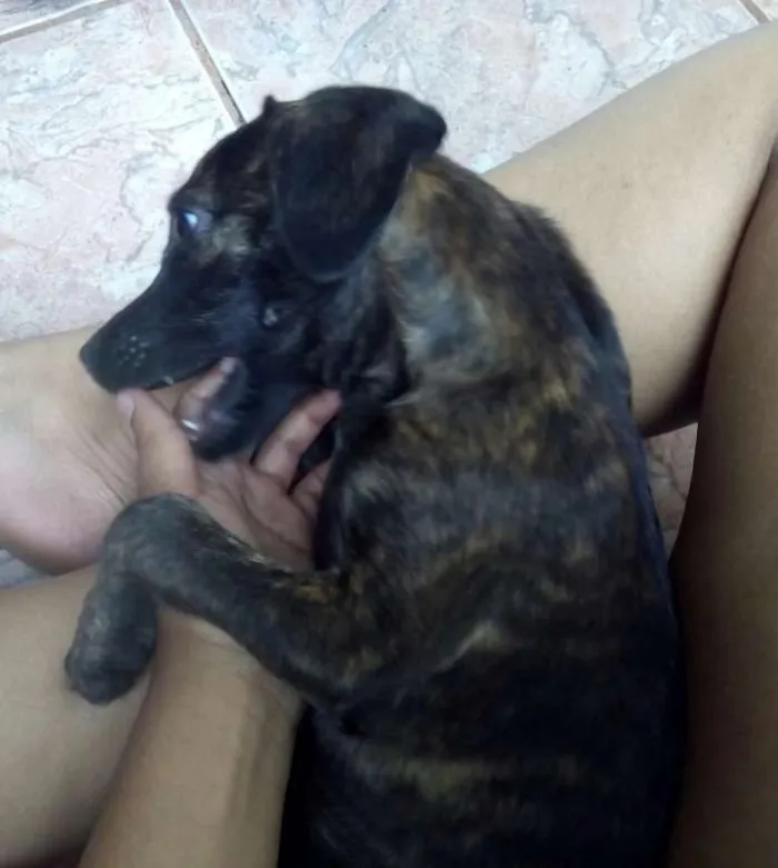Cachorro ra a SRD idade 2 a 6 meses nome Sem nome