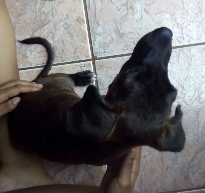 Cachorro ra a SRD idade 2 a 6 meses nome Sem nome