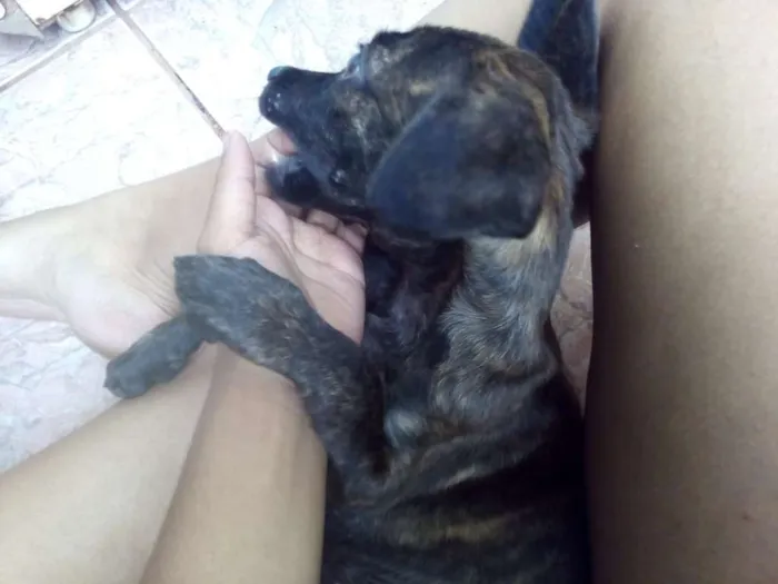 Cachorro ra a SRD idade 2 a 6 meses nome Sem nome