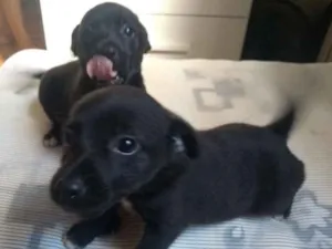 Cachorro raça Sem raça idade 2 a 6 meses nome Pituquinha