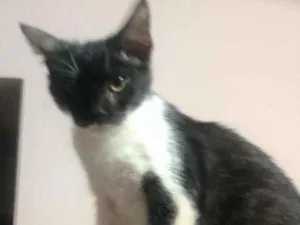Gato raça SRD idade 2 a 6 meses nome Lina