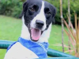 Cachorro raça SRD idade 1 ano nome LUIGI
