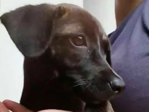 Cachorro raça SRD idade 2 a 6 meses nome Sem nome