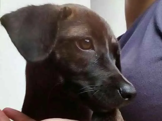 Cachorro ra a SRD idade 2 a 6 meses nome Sem nome