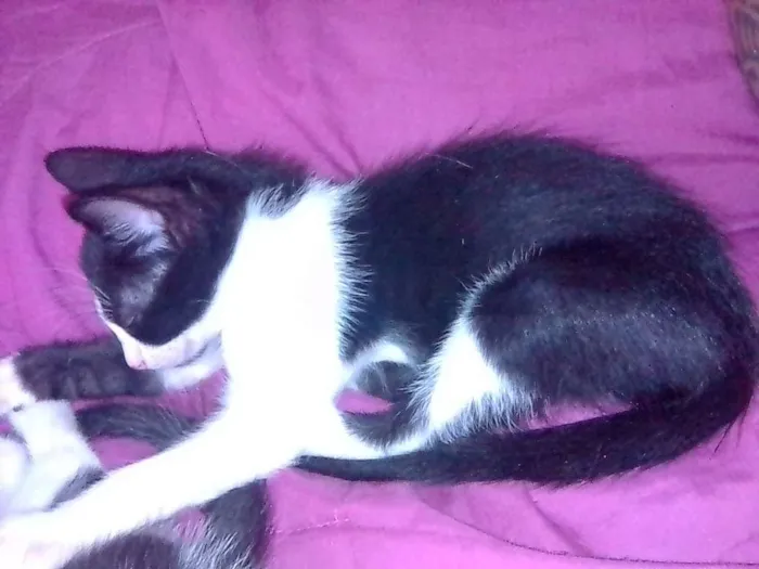 Gato raça Srd idade 2 a 6 meses nome Lua, max ,mufasa,art