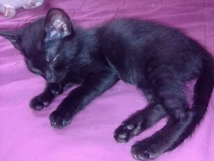 Gato raça Srd idade 2 a 6 meses nome Lua, max ,mufasa,art