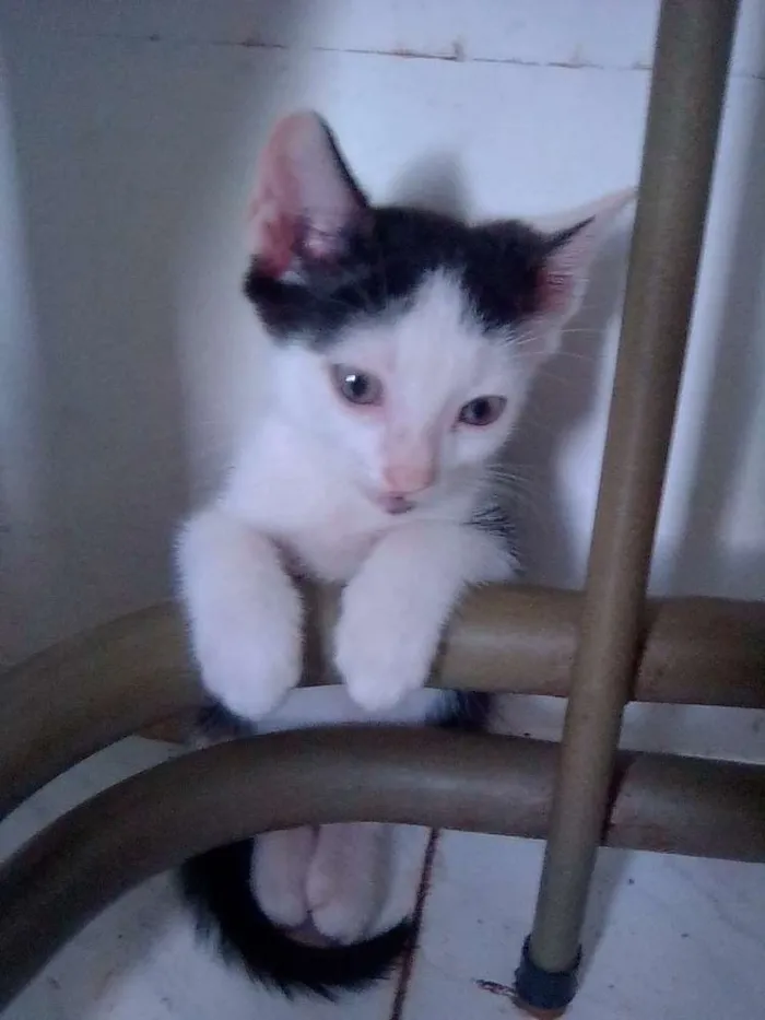 Gato raça Srd idade 2 a 6 meses nome Lua, max ,mufasa,art