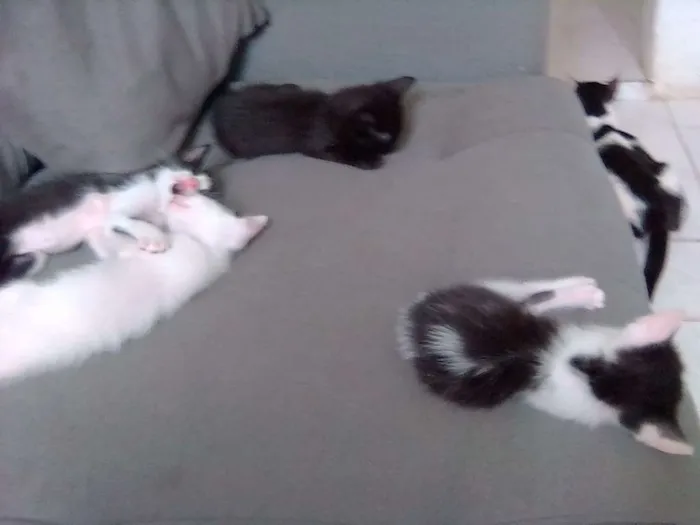 Gato raça Srd idade 2 a 6 meses nome Lua, max ,mufasa,art