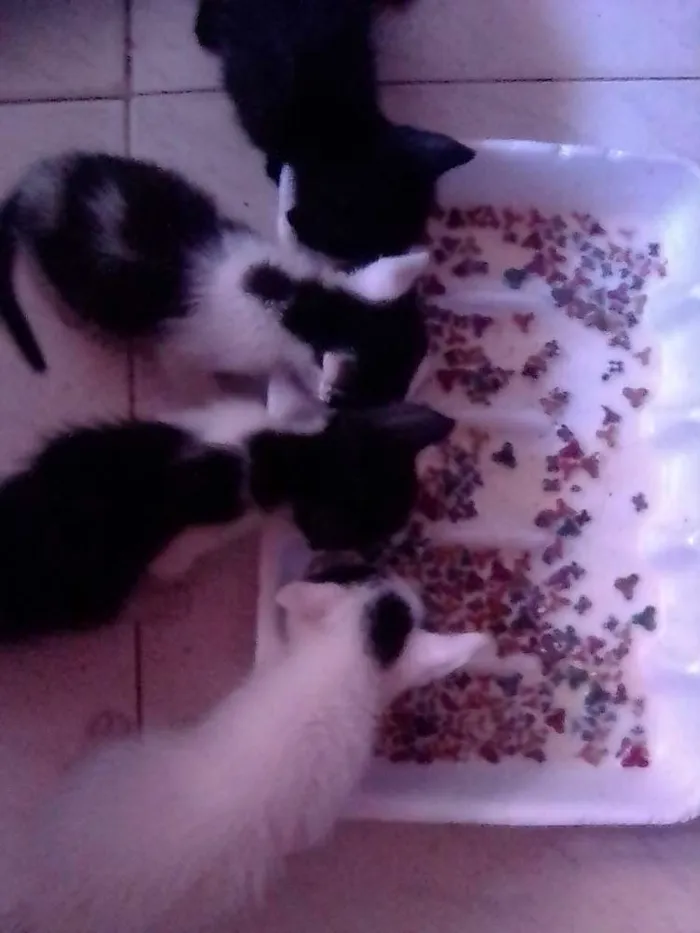 Gato raça Srd idade 2 a 6 meses nome Lua, max ,mufasa,art