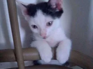 Gato raça Srd idade 2 a 6 meses nome Lua, max ,mufasa,art