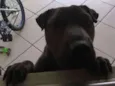 Nutella