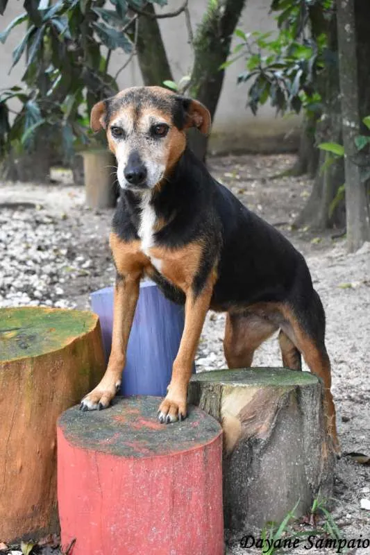 Cachorro ra a srd idade 6 ou mais anos nome Sálvia e Poejo