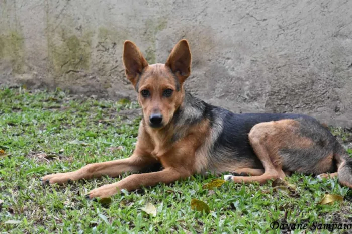 Cachorro ra a srd idade 6 ou mais anos nome Sálvia e Poejo