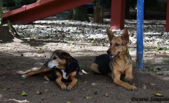 Cachorro ra a srd idade 6 ou mais anos nome Sálvia e Poejo