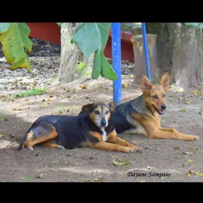 Cachorro ra a srd idade 6 ou mais anos nome Sálvia e Poejo