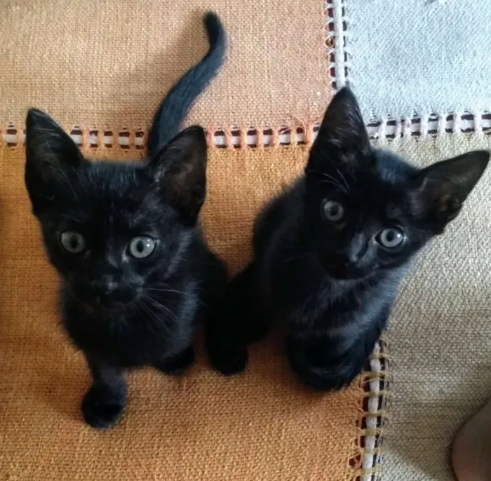 Gato ra a SRD idade 2 a 6 meses nome Não tem nome 