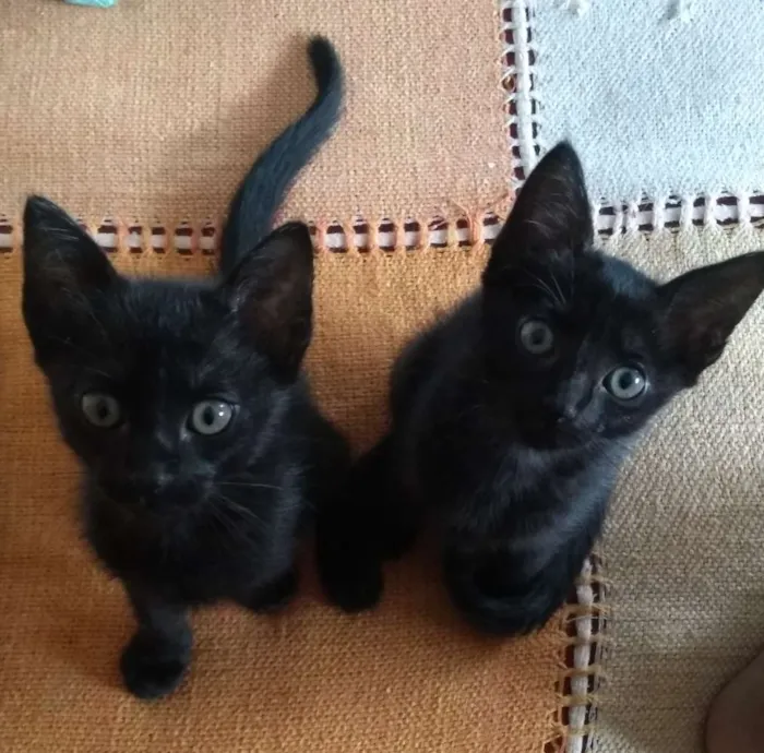 Gato ra a SRD idade 2 a 6 meses nome Não tem nome 