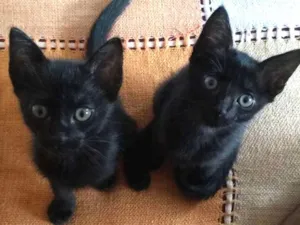 Gato raça SRD idade 2 a 6 meses nome Não tem nome 