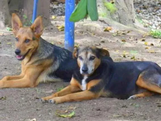 Cachorro ra a srd idade 6 ou mais anos nome Sálvia e Poejo