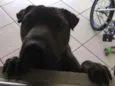 Nutella