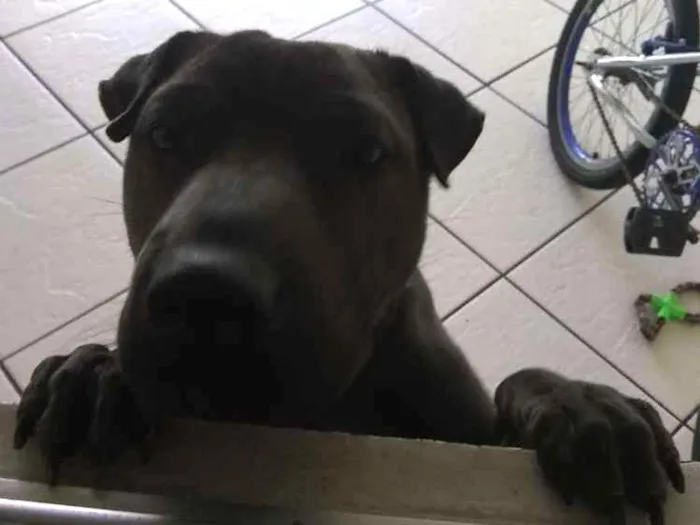 Cachorro ra a Charpei idade 7 a 11 meses nome Nutella