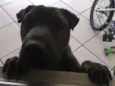 Nutella