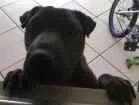Cachorro raça Charpei idade 7 a 11 meses nome Nutella