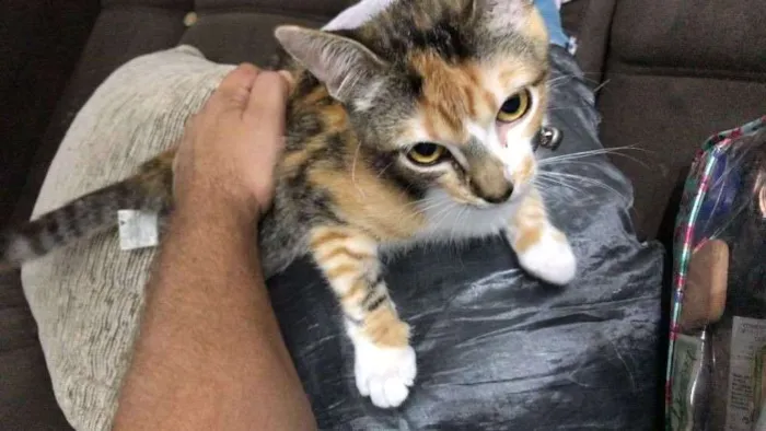 Gato ra a  idade 2 a 6 meses nome Angela