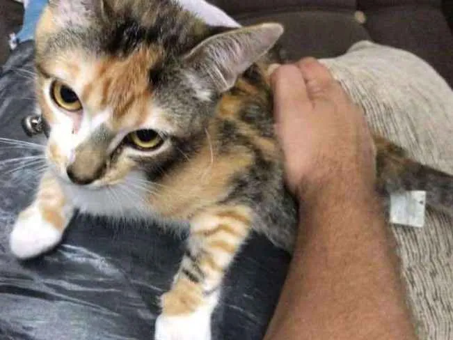 Gato ra a  idade 2 a 6 meses nome Angela