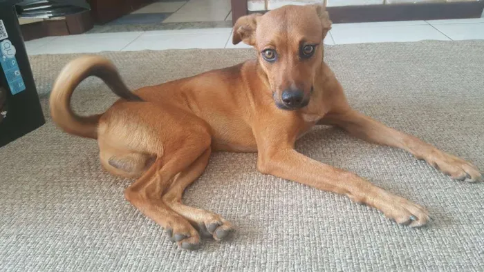 Cachorro ra a Vira lata idade 7 a 11 meses nome Max