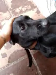 Cachorro raça Labrador com vira lata idade 7 a 11 meses nome Alarme, Negão