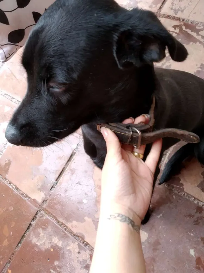 Cachorro raça Labrador com vira lata idade 7 a 11 meses nome Alarme, Negão