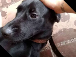 Cachorro raça Labrador com vira lata idade 7 a 11 meses nome Alarme, Negão