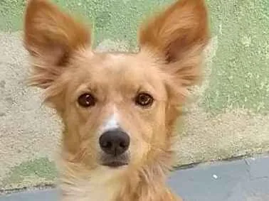 Cachorro ra a Vira-lata idade 6 ou mais anos nome Julie