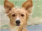 Cachorro raça Vira-lata idade 6 ou mais anos nome Julie