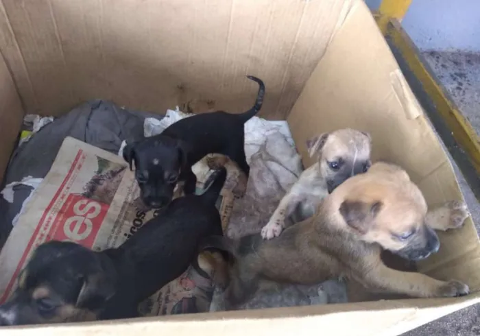 Cachorro raça não definida idade Abaixo de 2 meses nome Sem nome